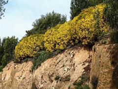 183 D25 BORMES LES MIMOSAS 3_000016